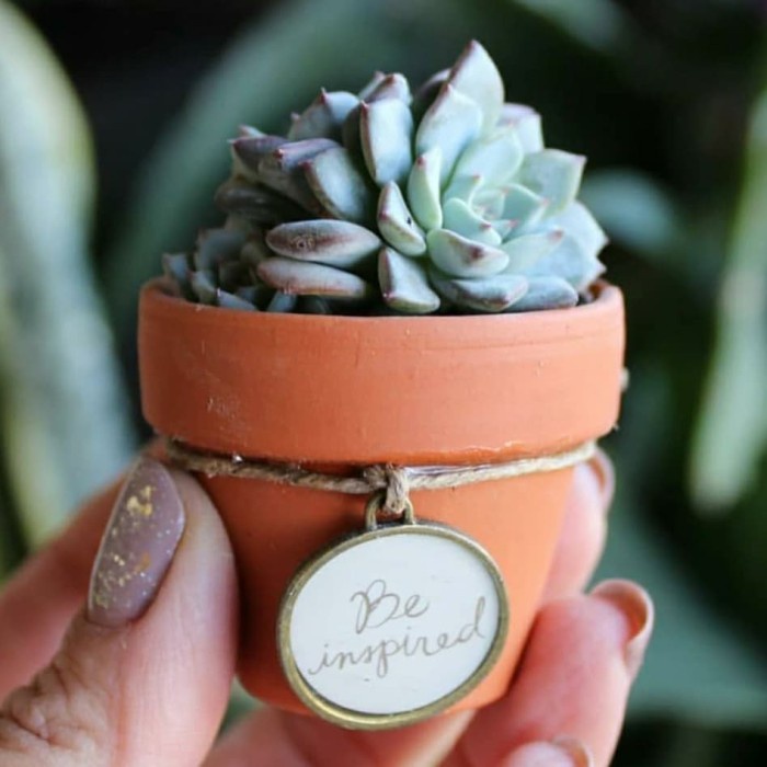 [Hiasan] Kaktus Sukulen Mini Pot Tanah Liat - Souvenir Kaktus Paket 5 Pcs [Taman]