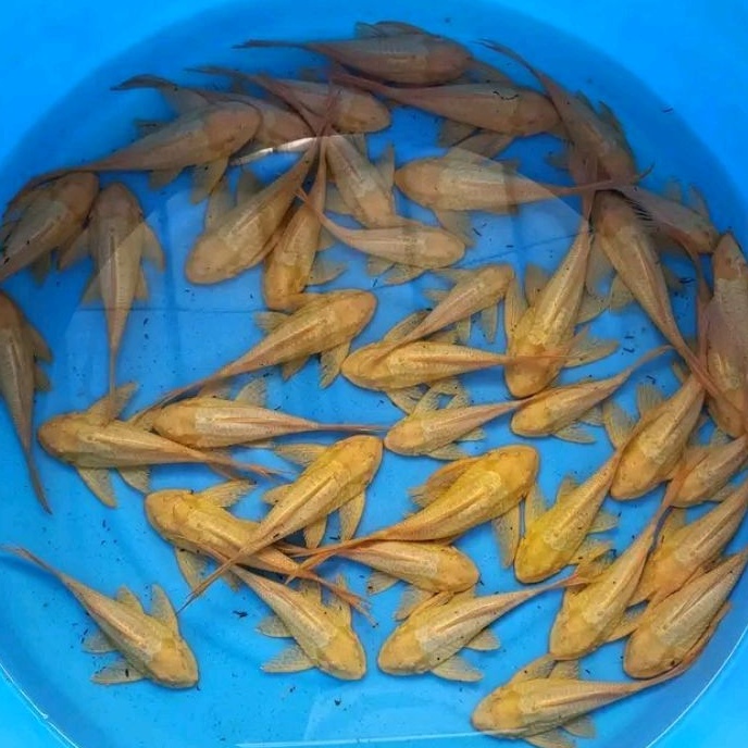 ikan sapu2 albino paket 10 ekor pembersih lumut akuarium dan kolamTERMURAH