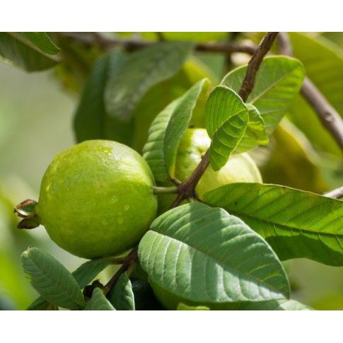 Daun Jambu Biji Klutuk Kering 200 Gram Murah Berkualitas