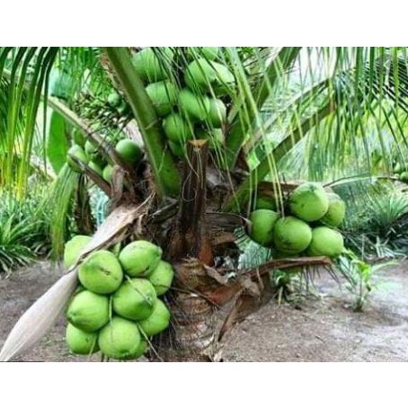 Bahan Bonsai Bibit Kelapa Gading Kuning Kelapa Ibrida Kelapa Hijau Kupas Murah Berkualitas