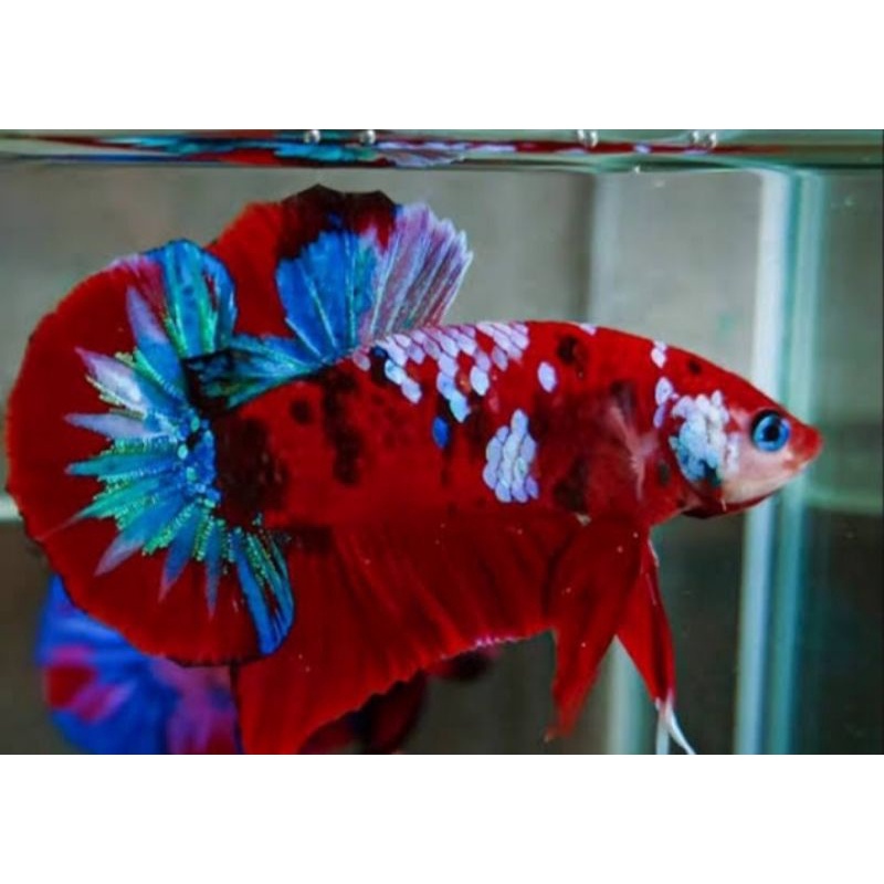 Cupang plakat red koi galaxy/red koi coper berkualitas,male