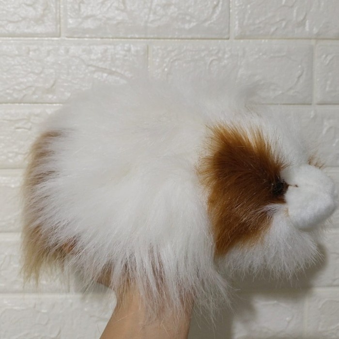 Boneka Marmut Abyssinian (Abyssinian Guinea Pig)