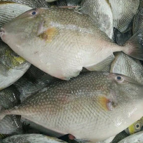 

IKAN AYAM AYAM FRESH 500gr