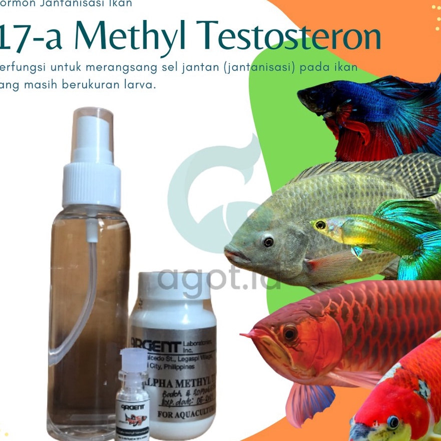 [W.Y♪L◆) 17A metil testosteron hormon jantanisasi ikan 100mg / 17 A MT Testosteron langsung.kiriim☼