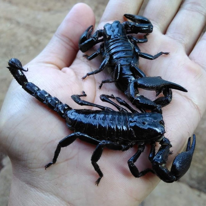 Bestseller Asian Forest Scorpion Afs Kalajengking Cyaneus