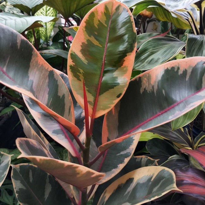 TERMURAH Tanaman hias karet kebo ficus elastica ruby - karet kebo ruby /GUNTING DAHAN/BIBIT