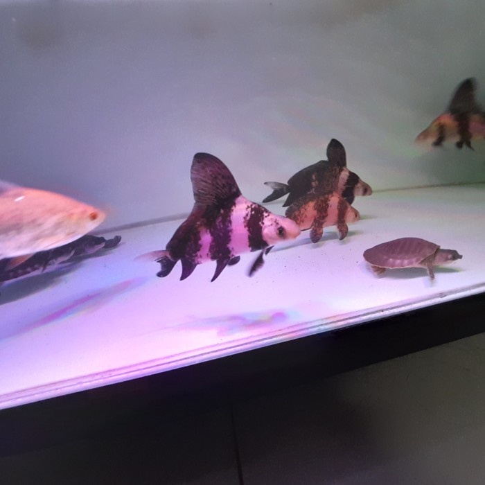 ikan chf chinese high fin size 25 cm