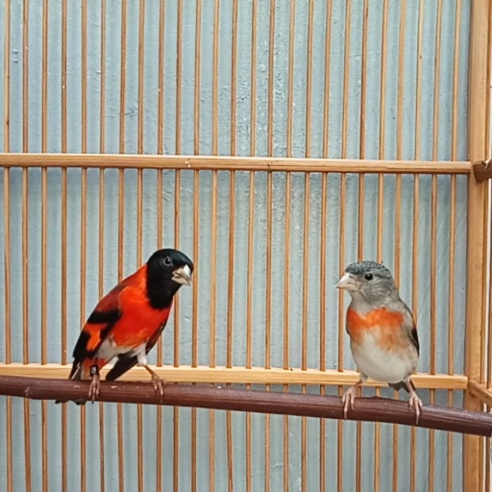 Terlaris Red Siskin Klasik Sepasang Siap Tangkar