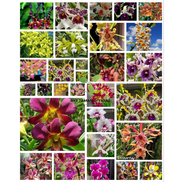 Seedling Dendrobium Dewasa / Seedling Anggrek Dendrobium Dewasa / Anggrek Dewasa