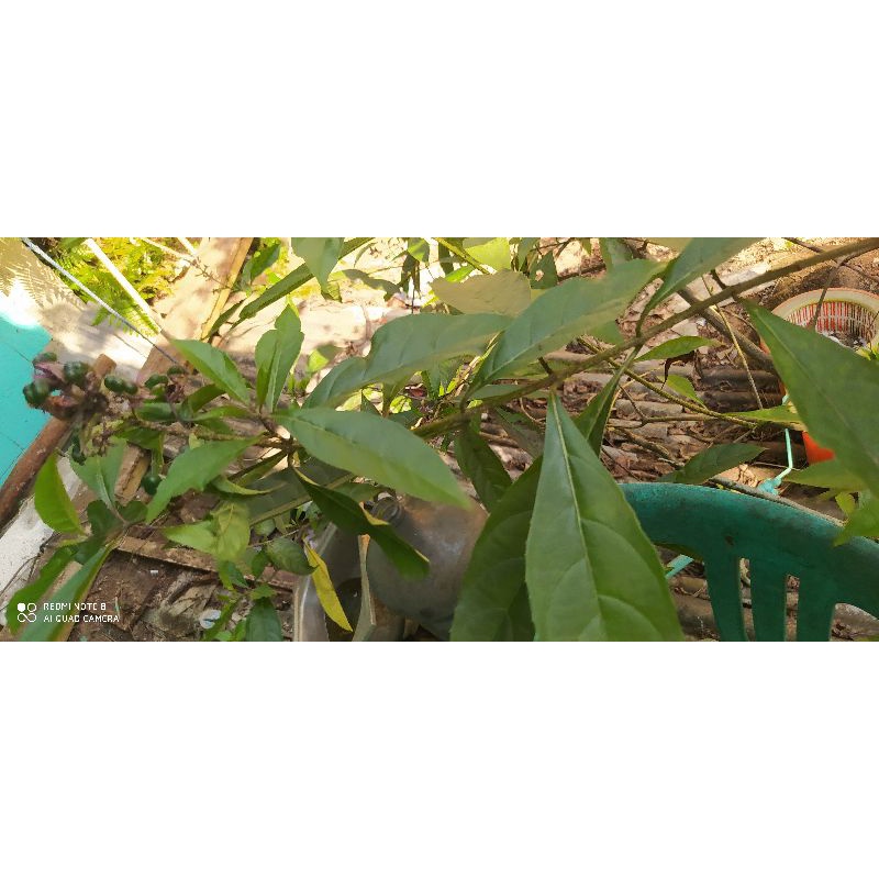 Daun Senggugu Herbal & Gurah Suara Merdu