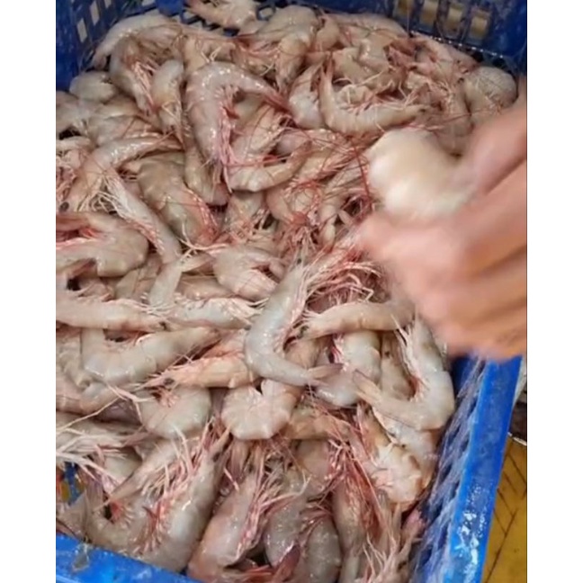 

Udang Laut Dogol 250 gr Premium