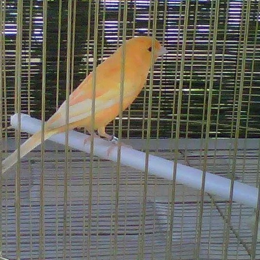 Terlaris Burung Kenari Gacor Seri Af