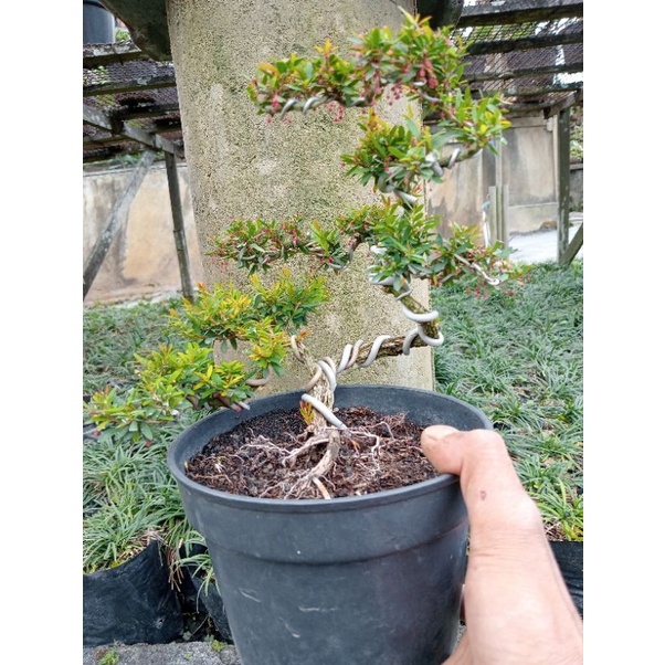 tanaman bonsai cindrawasih bunga merah anting anting