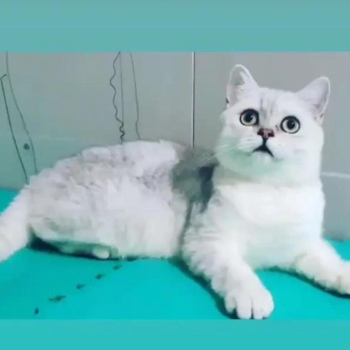 ✨New Bsh Silver Shaded Pedigree Bisa Sameday