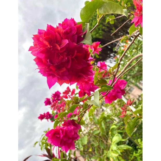 Bougenville Hawai merah fanta  bunga Tumpuk ORIi