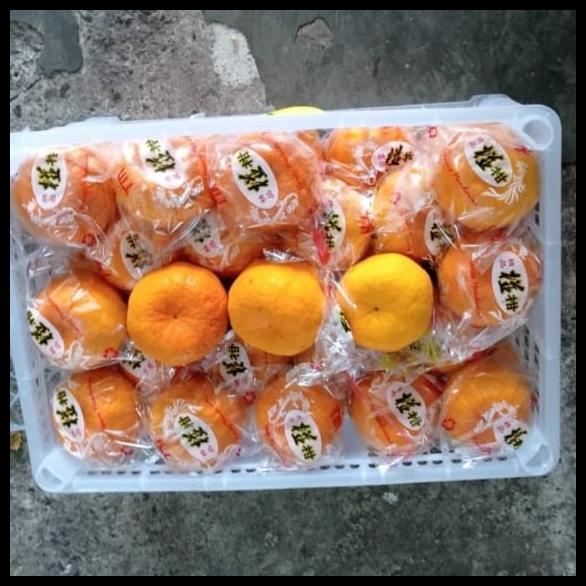 

GRATIS ONGKIR BUAH JERUK PONKAM KRANJANG UK L 56 !!!