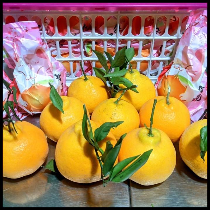 

TERMURAH READY STOK BUAH JERUK DEKOPON 7 KG/ JERUK HOKI IMLEK MANIS ENAK/ FRUIT