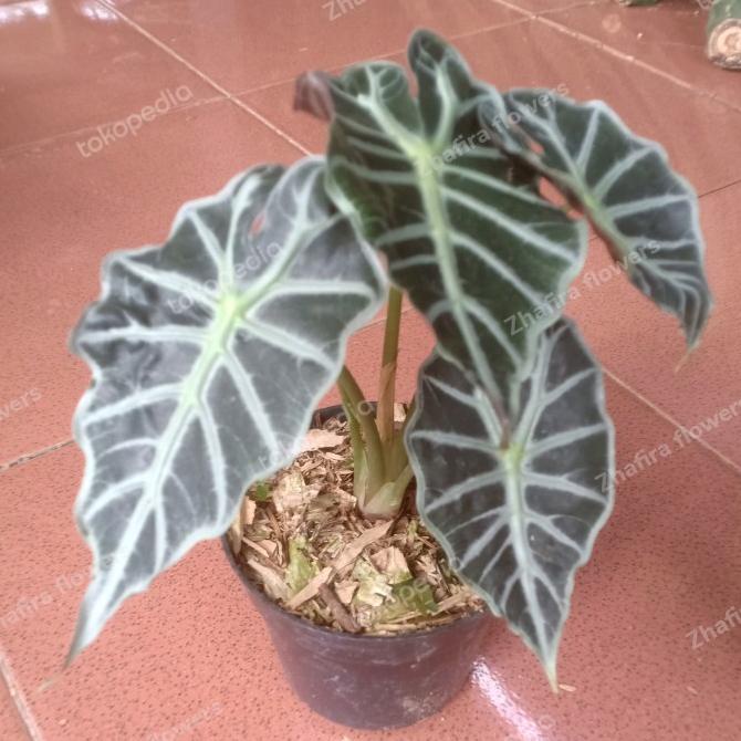 Alokasia Parasol / tanaman hias alokasia Parasol / Tanaman Good Quality 663