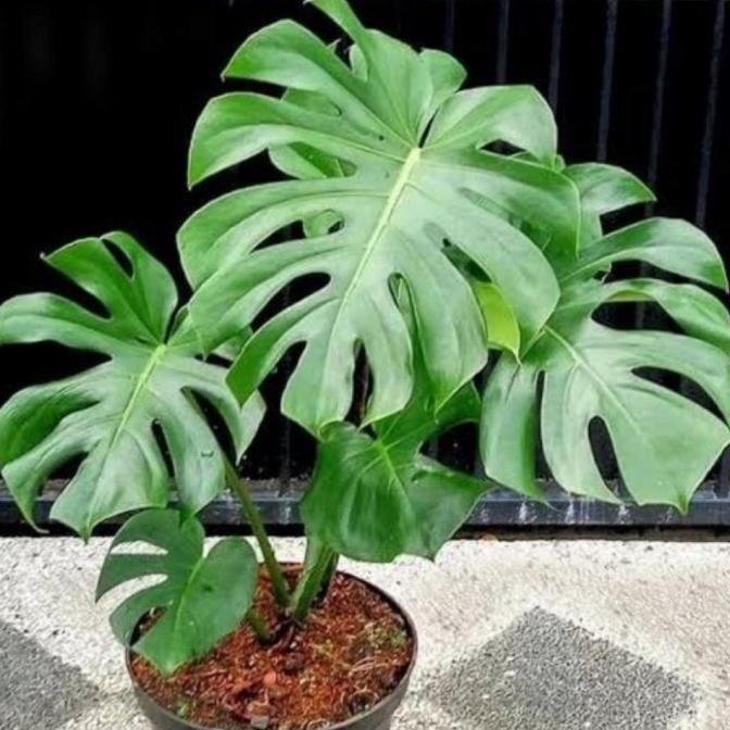 Tanaman hias monstera King anakan Good Quality 762