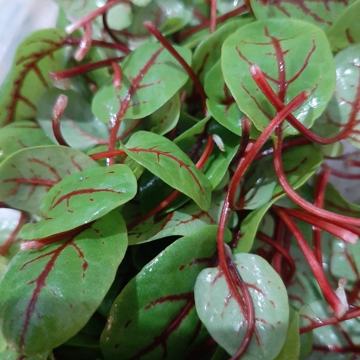 Discount Red veined sorrel / daun red sorrel /GUNTING DAHAN/BIBIT TANAMAN/HIASAN TAMAN