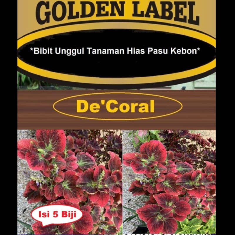 Bibit Tanaman Hias Pasu Kebon | Benih Tanaman Hias Pasu Kebon