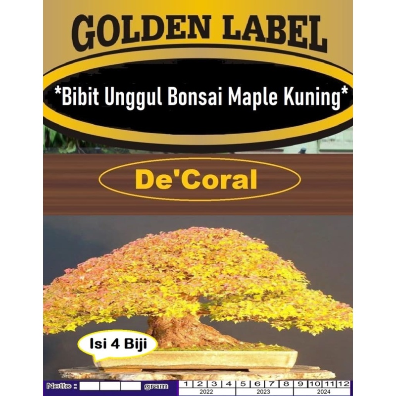 Bibit Unggul Bonsai Maple Kuning | Benih Bonsai Maple Jepang Kuning