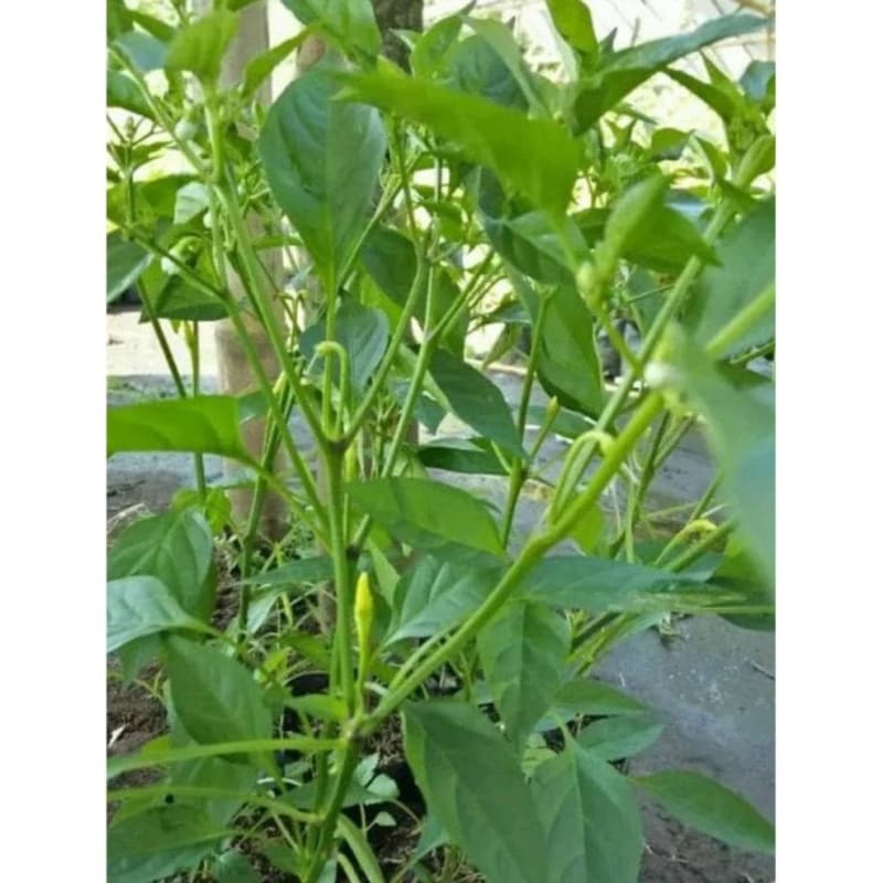 Pohon Cabe Rawit Hijau Kualitas Unggul | Cabe rawit