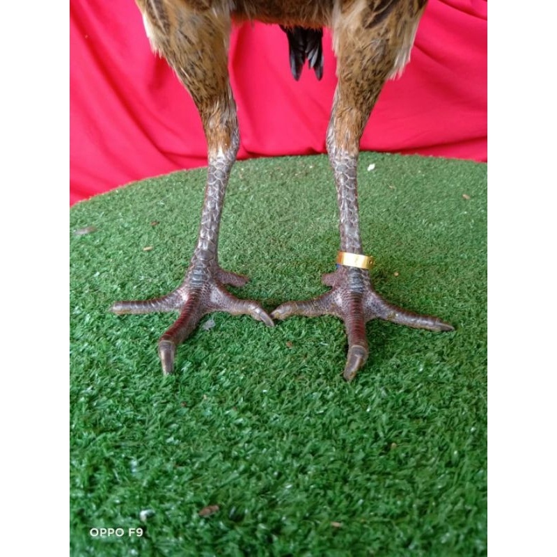 wing band wingband segel gelang ayam bisa tulis nama bahan kuningan proses laser tulisan lebih rapi