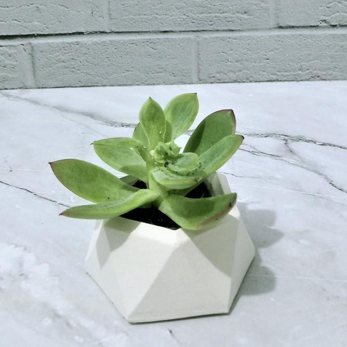 POT DIAMOND + SUKULEN MINI / POT + EDELWEIS