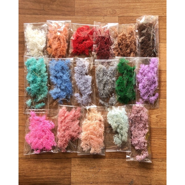 preserved asparagus bintang 5gr