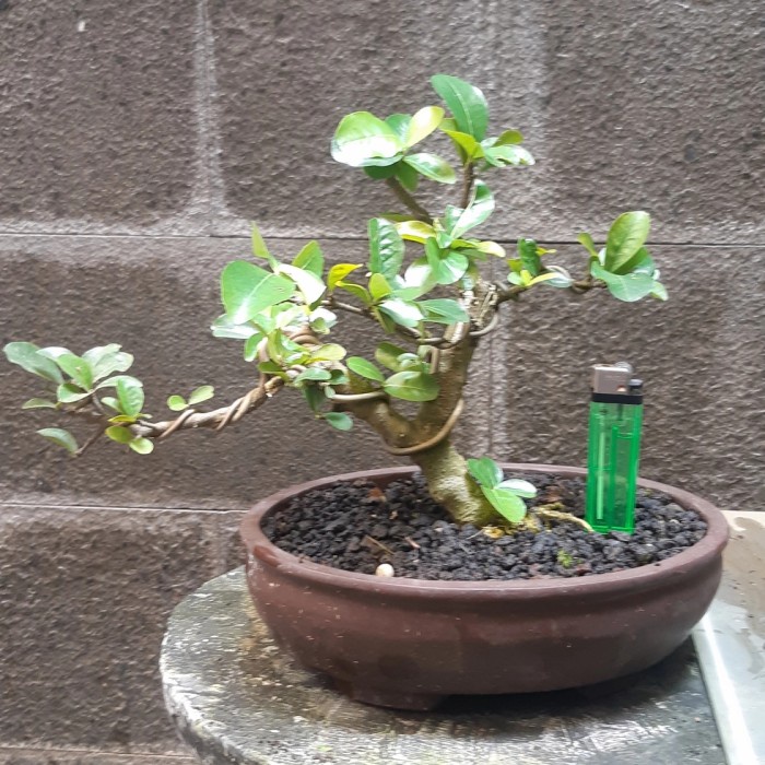✨Baru Bonsai Mame Sianci Terbaru