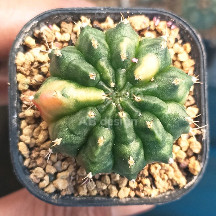 ✨Baru Gymnocalycium Aurora / Gymno Aurora Terbatas