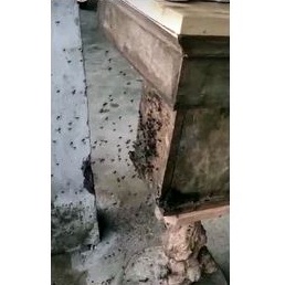 klanceng/trigona itama jawa stup isi toping