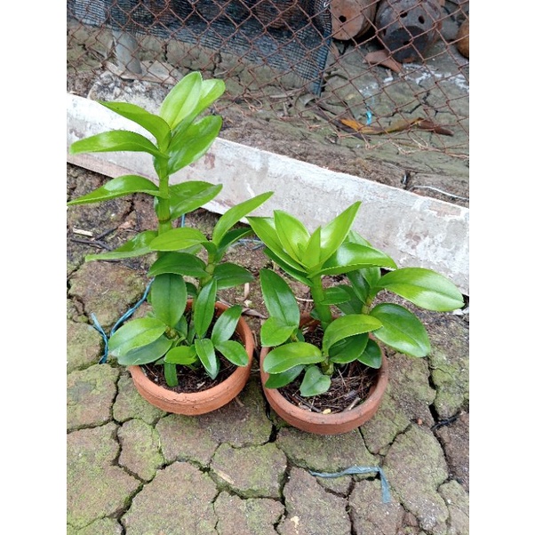 anggrek dendro dewasa