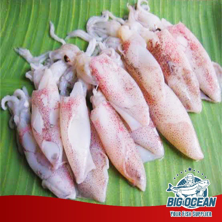 

Cumi Kecil | Baby Cumi size S @1kg