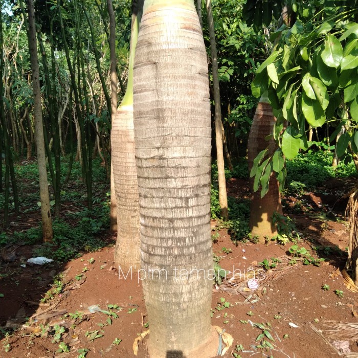 [Original] Pohon Palem Botol. Tinggi Batang Keras 150 Merer. Diskon