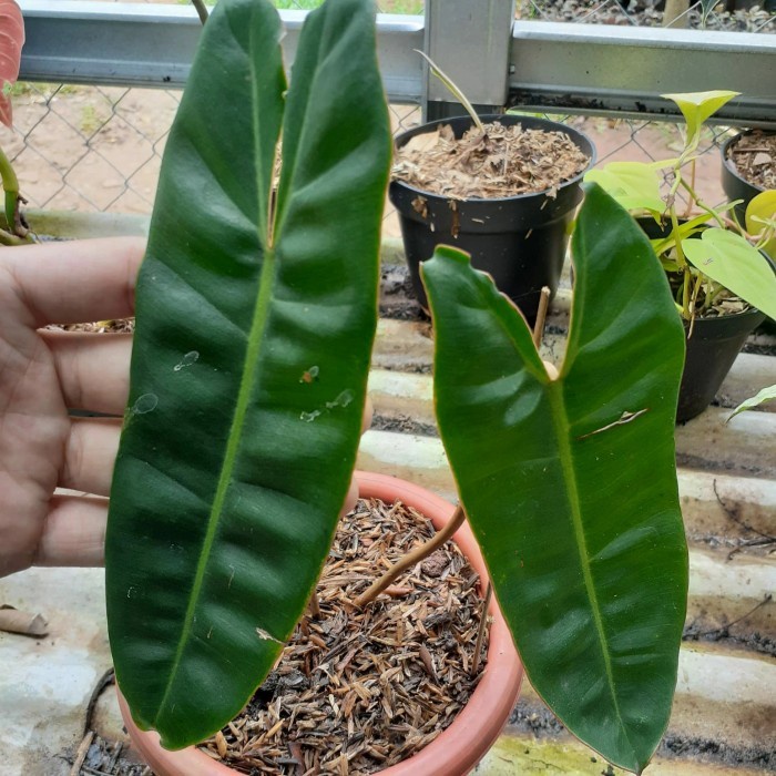 [New Ori] Philodendron Billitiae-Philodendron Kabel Busi Diskon