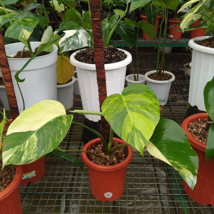[New Ori] Monstera Marmorata - Monstera Varigata Kuning Bisa Gojek