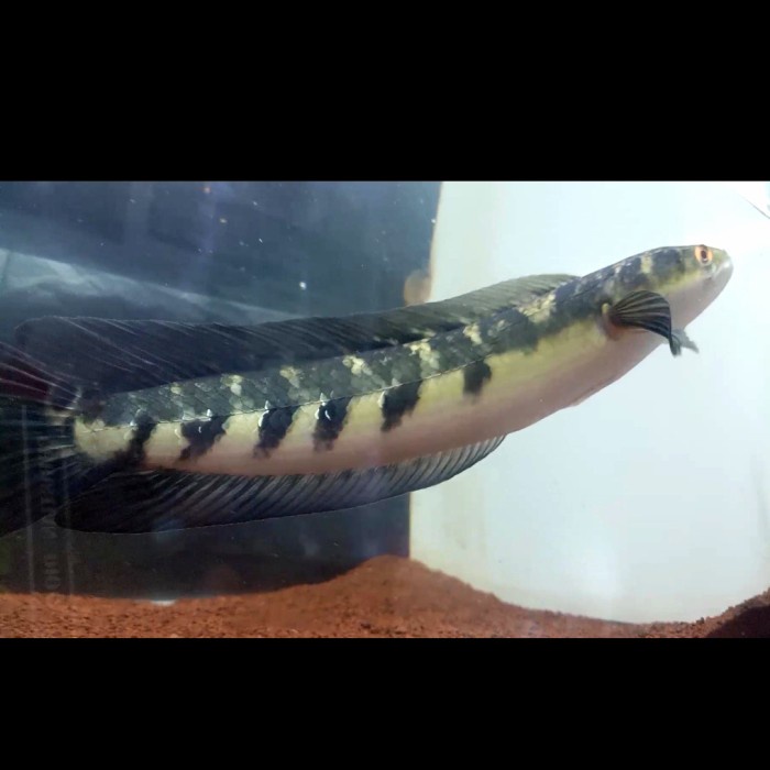 [New Ori] Channa Ys 34Cm Gondrong Flaring Tangan Kaca Bunga Setiap Bar 7/7 Simet Bisa Gojek