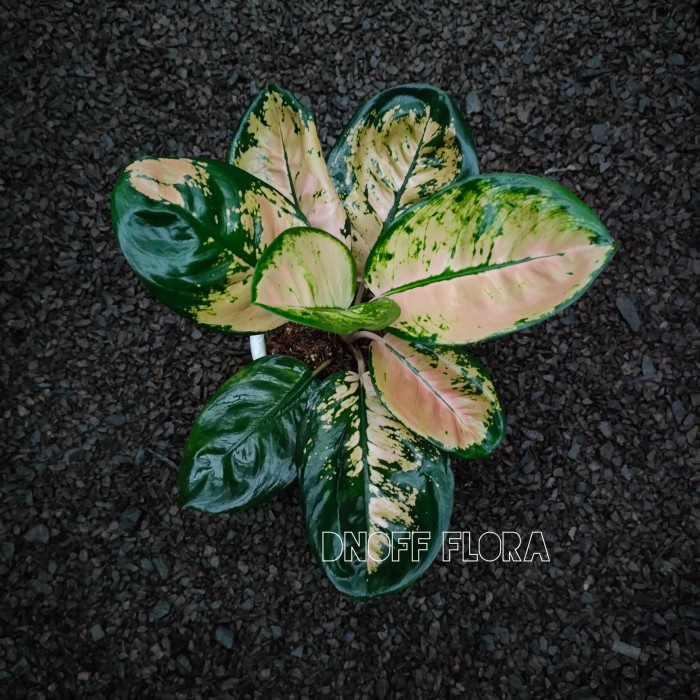 [New Ori] Aglonema Monalisa Berkualitas