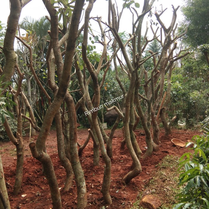 [New Ori] Pohon Dadap Merah/Tanaman Hias Dadap/Pohon Dadap Diskon