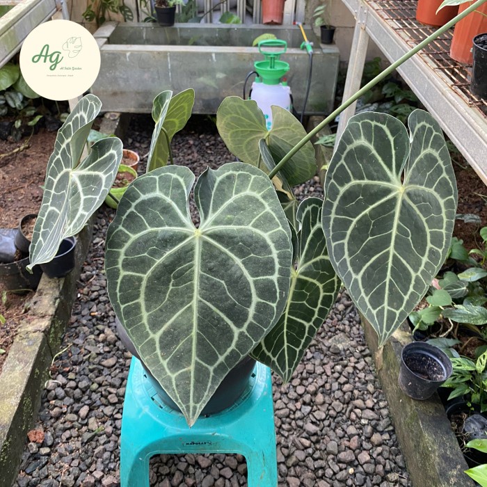 [New Ori] Anthurium Clarinervium Indukan Diskon