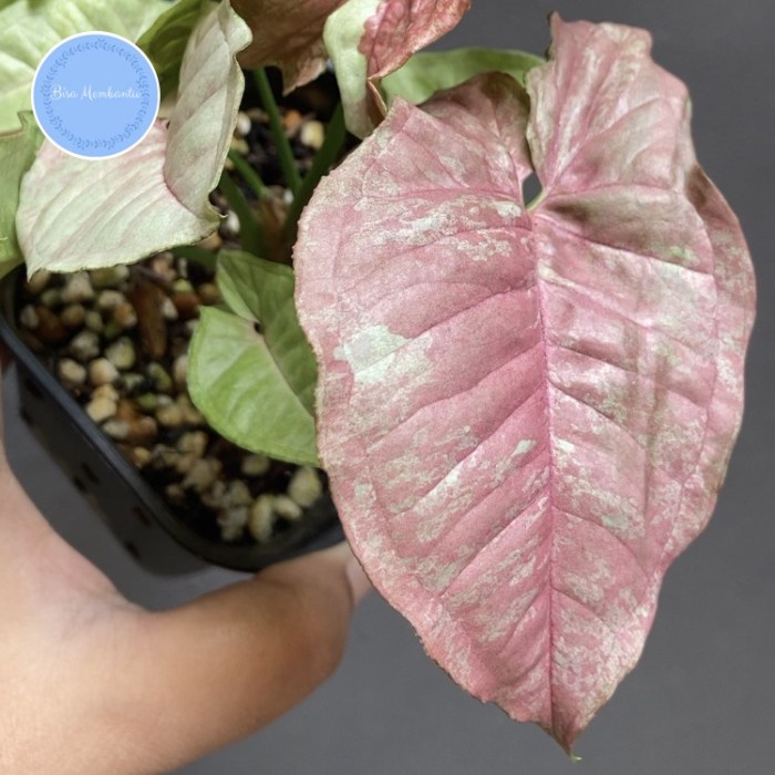 [New Ori] Syngonium Pink Candy Original Bisa Sameday