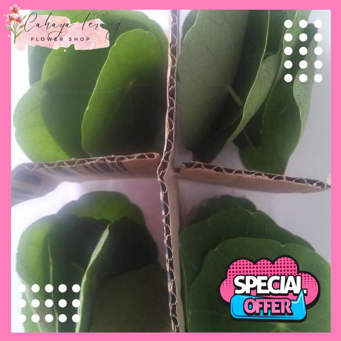 

NASTURTIUM LEAF 20/PACK BEST SELLER