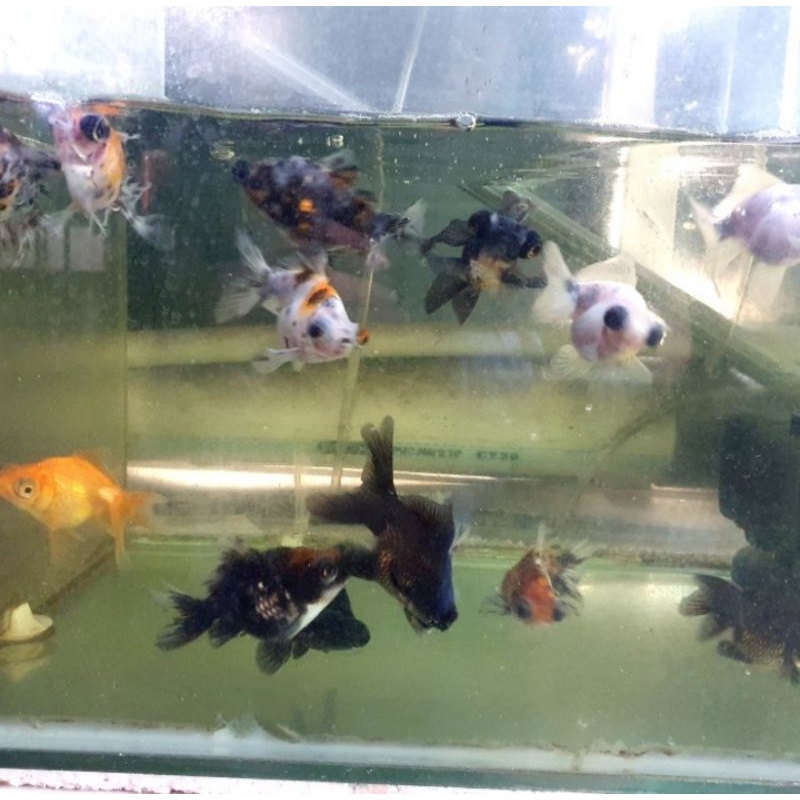 Ikan Hias Aquarium Aquascape Ikan Hias Mas Koki Buldog Multicolour