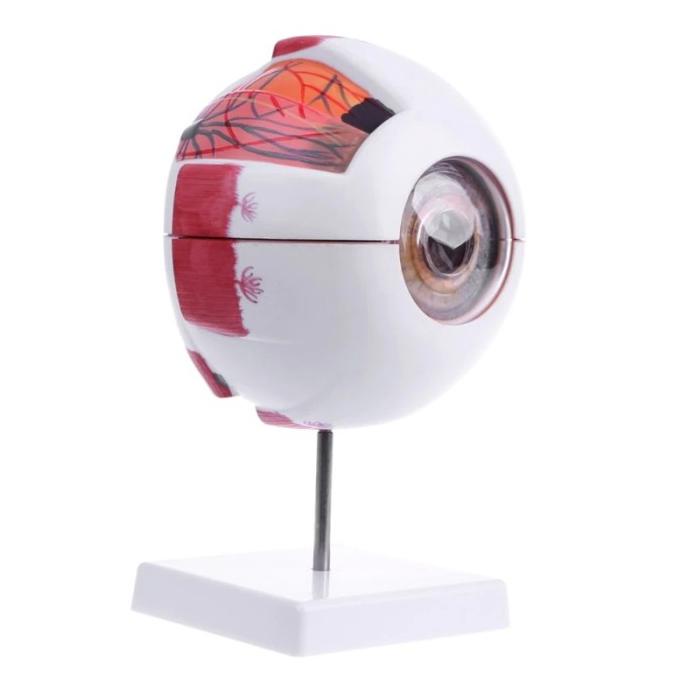 

Model Anatomi Mata Manusia Berkualitas