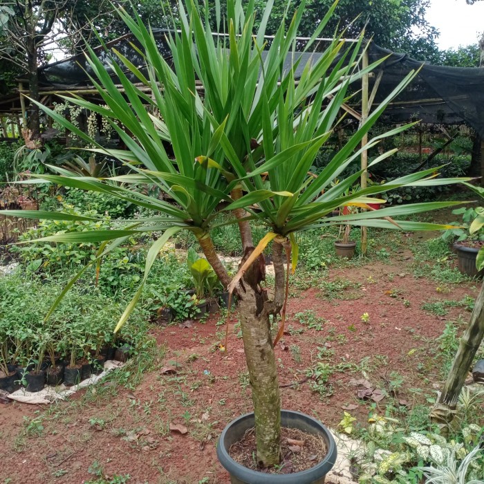 Promo Pohon Pandan Bali Cabang 3