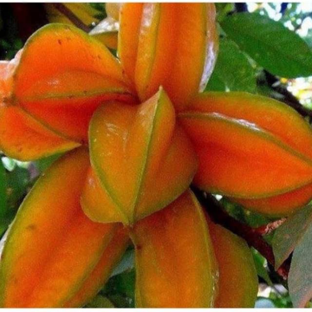 Bibit Belimbing Madu Jumbo segar