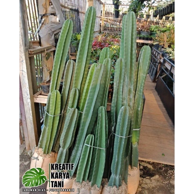 Tanaman Kaktus Koboi Kaktus Belimbing Tinggi 1 Meter