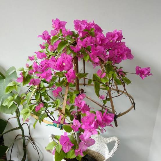 Tanaman Bougenville/Bunga Kertas